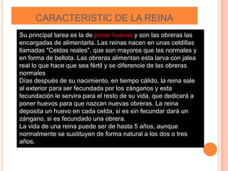 CARACTERISTIC DE LA REINA
Su principal tarea es la de poner huevos y son las obreras las
encargadas de alimentarla. Las reinas nacen en unas celdillas
llamadas "Celdas reales", que son mayores que las normales y
en forma de bellota. Las obreras alimentan esta larva con jalea
real lo que hace que sea fértil y se diferencie de las obreras
normales
Días después de su nacimiento, en tiempo cálido, la reina sale
al exterior para ser fecundada por los zánganos y esta
fecundación le servira para el resto de su vida, que dedicará a
poner huevos para que nazcan nuevas obreras. La reina
deposita un huevo en cada celda, si es sin fecundar dará un
zángano, si es fecundado una obrera.
La vida de una reina puede ser de hasta 5 años, aunque
normalmente se sustituyen de forma natural a los dos o tres
años.
 