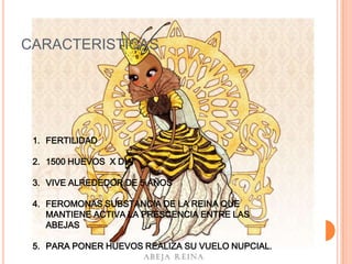 CARACTERISTICAS
1. FERTILIDAD
2. 1500 HUEVOS X DIA
3. VIVE ALREDEDOR DE 5 AÑOS
4. FEROMONAS SUBSTANCIA DE LA REINA QUE
MANTIENE ACTIVA LA PRESCENCIA ENTRE LAS
ABEJAS
5. PARA PONER HUEVOS REALIZA SU VUELO NUPCIAL.
 
