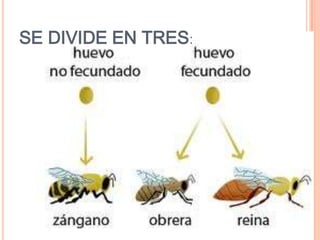 SE DIVIDE EN TRES:
 