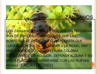 ZANGANOS
LOS ZÁNGANOS NACEN DE HUEVOS SIN FECUNDAR
SON DE MAYORES DIMENSIONES QUE LAS
HOBRERAS SE DEDICAN A COMER HASTA QUE
LLEGUE LA HORA DE FECUNDAR A LA REINA, HAY
MAS O MENOS 300-4000 EN UNA COLONIA
ESTE CARECE DE AGUIJÓN, DEFENSA ALGUNA Y SU
ÚNICA FUNCIÓN ES APAREARSE CON LAS NUEVAS
REINAS (ENCARTA, 2002).
 