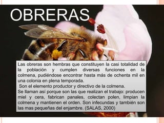 OBRERAS
Las obreras son hembras que constituyen la casi totalidad de
la población y cumplen diversas funciones en la
colmena, pudiéndose encontrar hasta más de ochenta mil en
una colonia en plena temporada.
Son el elemento productor y directivo de la colmena.
Se llaman así porque son las que realizan el trabajo: producen
miel y cera, fabrican panales, colectan polen, limpian la
colmena y mantienen el orden. Son infecundas y también son
las mas pequeñas del enjambre. (SALAS, 2000)
 