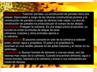 Constructoras: Fabrican panales. La construcción de panales tiene dos
etapas: Operculado a cargo de las obreras constructoras jóvenes y la
construcción de panales a cargo de obreras más viejas. La cera de
construcción de panales es producida por el cuerpo de las abejas.
Guardianas: Protegen la colmena. Es una etapa previa al pecoreo, su
función es evitar la entrada de abejas de otras
colmenas, insectos y otros animales ajenos a
la colmena.
Pecoreadoras: Él pecoreo consiste en salir de la colmena a colectar
polen, néctar, agua y propóleos. El polen y el propóleos lo
acarrean en una cestilla ubicada en las patas traseras y el néctar en su
estómago.
Exploradoras: Buscan fuentes de alimento y nuevas casas, son las
obreras más viejas de la colmena. Cuando encuentran alimento, agua o
nueva morada, regresan a la colmena y avisan a sus semejantes por
medio de danzas.
 