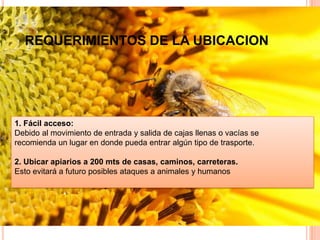 REQUERIMIENTOS DE LA UBICACION
1. Fácil acceso:
Debido al movimiento de entrada y salida de cajas llenas o vacías se
recomienda un lugar en donde pueda entrar algún tipo de trasporte.
2. Ubicar apiarios a 200 mts de casas, caminos, carreteras.
Esto evitará a futuro posibles ataques a animales y humanos
 