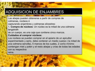 ADQUISICION DE ENJAMBRES
Las abejas pueden obtenerse a partir de compras de
colmenas, núcleos ó
capturando enjambres y colmenas silvestres:
1. Compra de núcleos: Un núcleo es la mitad de una colmena
langstroth
de un cuerpo, es una caja que contiene cinco marcos.
Cuidados al comprar núcleos:
Los núcleos se pueden comprar en el apiario de un apicultor
experimentado y serio, debe contener un medio cuerpo ( la mitad de
una colmena sencilla), 5 marcos de los cuales, 2 como mínimo
contengan miel y polen y el resto abejas y crías de todas las edades
con su respectiva
reina.
 