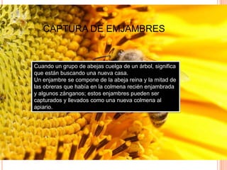 CAPTURA DE EMJAMBRES
Cuando un grupo de abejas cuelga de un árbol, significa
que están buscando una nueva casa.
Un enjambre se compone de la abeja reina y la mitad de
las obreras que había en la colmena recién enjambrada
y algunos zánganos; estos enjambres pueden ser
capturados y llevados como una nueva colmena al
apiario.
 