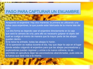 PASO PARA CAPTURAR UN EMJAMBRE
Atrapando el enjambre: Hay dos maneras; la primera es utilizando una
bolsa caza enjambres, la que puede estar fabricada de la misma tela del
velo.
La otra forma es dejando caer el enjambre directamente en la caja
que será la cámara de cría; para ello es necesario golpear el objeto del
cual se cuelga el mismo de manera que la mayor parte de las abejas
queden dentro.
Si la reina ha entrado, todas las abejas lo harán.
Si la operación se realiza durante el día, hay que dejar la caja en el lugar
donde estaba colgando el enjambre para que las abejas pecoreadoras y
exploradoras puedan regresar y unirse a la nueva colmena, no es
permitido en apicultura dejar las pecoreadoras abandonadas, pues esta es
la fuerza que dará vida a la misma.
 