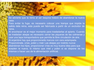 Se advierte que la reina al ser esquiva tratará de abandonar la nueva
casa.
Para evitar la fuga, es necesario colocar una trampa que impida la
salida dela reina, esta puede ser fabricada a partir de un excluidor de
reina.
Al anochecer es el mejor momento para trasladarlas al apiario. Cuando
se trasladan abejas es necesario cerrar las piqueras de las colmenas y
usar una tapa transportadora que permita la libre circulación de aire.
Al enjambre hay que proporcionarle marcos con cera estampada.
Proporciónele, crías, polen y miel: Las abejas por instinto nunca
abandonan los hijos, proporcionar crías es muy buena idea para que
acepten la nueva, lo mismo que miel y polen si se dispone de los
mismos o hacer uso de la alimentación artificial.
 