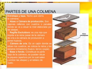 PARTES DE UNA COLMENA
Entretapa y tapa. Techo que cierra
la colmena.
Alzas o Cámara de producción. Son
cajones rellenos con cuadros o panales
donde se va a situar la miel elaborada por
las abejas.
Regilla Escluidora: es una reja que
impide a la reina pasar de la cámara
de cría a la cámara de producción a
poner huevos.
Cámara de cría. Es un cajón donde se
sitúan los cuadros, se coloca la reina y los
estados inmaduros (huevo, larva y pupa).
Base o fondo. Constituye la parte
baja de la colmena, se pueden situar
la piquera (apertura por la cual salen
y entran las abejas) y el tablero de
vuelo.
 