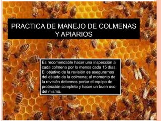 PRACTICA DE MANEJO DE COLMENAS
Y APIARIOS
Es recomendable hacer una inspección a
cada colmena por lo menos cada 15 días.
El objetivo de la revisión es asegurarnos
del estado de la colmena; al momento de
la revisión debemos portar el equipo de
protección completo y hacer un buen uso
del mismo.
 