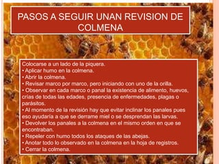 PASOS A SEGUIR UNAN REVISION DE
COLMENA
Colocarse a un lado de la piquera.
• Aplicar humo en la colmena.
• Abrir la colmena.
• Revisar marco por marco, pero iniciando con uno de la orilla.
• Observar en cada marco o panal la existencia de alimento, huevos,
crías de todas las edades, presencia de enfermedades, plagas o
parásitos.
• Al momento de la revisión hay que evitar inclinar los panales pues
eso ayudaría a que se derrame miel o se desprendan las larvas.
• Devolver los panales a la colmena en el mismo orden en que se
encontraban.
• Repeler con humo todos los ataques de las abejas.
• Anotar todo lo observado en la colmena en la hoja de registros.
• Cerrar la colmena.
 