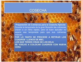 COSECHA
Preparación de Colmenas para la Cosecha Apícola
Durante la temporada de la gran floración las colmenas
crecen a un ritmo rápido, pero el buen apicultor no
espera esa temporada para que sus colmenas
crezcan.
POR LO TANTO SE PROCEDE A RETIRAR LOS
CUADROS LLENOS DE MIEL
LOS QUE TIENEN CRIAS SE LOS DEJA
SE VUELVE A COLOCAR CUADROS CON NUEVA
CERA
 
