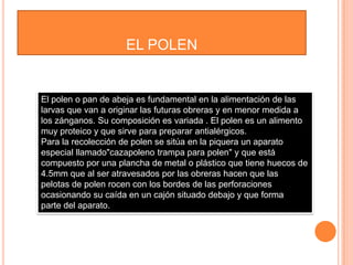 EL POLEN
El polen o pan de abeja es fundamental en la alimentación de las
larvas que van a originar las futuras obreras y en menor medida a
los zánganos. Su composición es variada . El polen es un alimento
muy proteico y que sirve para preparar antialérgicos.
Para la recolección de polen se sitúa en la piquera un aparato
especial llamado"cazapoleno trampa para polen" y que está
compuesto por una plancha de metal o plástico que tiene huecos de
4.5mm que al ser atravesados por las obreras hacen que las
pelotas de polen rocen con los bordes de las perforaciones
ocasionando su caída en un cajón situado debajo y que forma
parte del aparato.
 