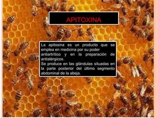 APITOXINA
La apitoxina es un producto que se
emplea en medicina por su poder
antiartrítico y en la preparación de
antialérgicos.
Se produce en las glándulas situadas en
la parte posterior del último segmento
abdominal de la abeja.
 