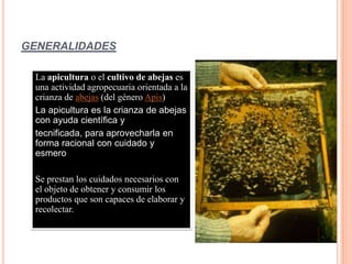 GENERALIDADES
La apicultura o el cultivo de abejas es
una actividad agropecuaria orientada a la
crianza de abejas (del género Apis)
La apicultura es la crianza de abejas
con ayuda científica y
tecnificada, para aprovecharla en
forma racional con cuidado y
esmero
Se prestan los cuidados necesarios con
el objeto de obtener y consumir los
productos que son capaces de elaborar y
recolectar.
 