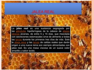 JALEA REAL
La jalea real es una sustancia segregada por
las glándulas hipofaríngeas de la cabeza de abejas
obreras jóvenes, de entre 5 y 15 días, que mezclada
con secreciones estomacales sirve de alimento a todas
las larvas durante los primeros tres días de vida. Solo
la abeja reina y las larvas de celdas reales que darán
origen a una nueva reina son siempre alimentadas con
jalea real. Es una masa viscosa de un suave color
amarillo y sabor ácido.
 