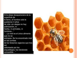 Si la abeja desapareciera de la
superficie de
la tierra, al hombre solo le
quedarían 4 años
de vida: sin abejas no hay
polinización, ni
hierba, ni animales, ni
hombres…’’
‘’…La miel es el único alimento
que no se
estropea. Se ha encontrado miel
en las tumbas
de los faraones egipcios que tras
ser
saboreada por los
arqueólogos, fue declarada
comestible…’’
 