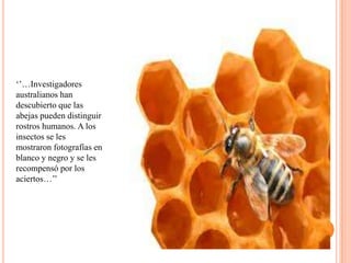 ‘’…Investigadores
australianos han
descubierto que las
abejas pueden distinguir
rostros humanos. A los
insectos se les
mostraron fotografías en
blanco y negro y se les
recompensó por los
aciertos…’’
 
