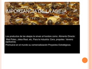 IMPORTANCIA DE LA ABEJA
Los productos de las abejas le sirven al hombre como. Alimento Directo:
Miel Polen, Jalea Real, etc. Para la industria: Cera, propoleo Veneno
(apitoxina).
Promueve en el mundo su comercialización Proyectos Estratégicos.
 