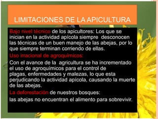 LIMITACIONES DE LA APICULTURA
Bajo nivel técnico de los apicultores: Los que se
inician en la actividad apícola siempre desconocen
las técnicas de un buen manejo de las abejas, por lo
que siempre terminan corriendo de ellas.
Uso irracional de agroquímicos:
Con el avance de la agricultura se ha incrementado
el uso de agroquímicos para el control de
plagas, enfermedades y malezas, lo que esta
perjudicando la actividad apícola, causando la muerte
de las abejas.
La deforestación de nuestros bosques:
las abejas no encuentran el alimento para sobrevivir.
 
