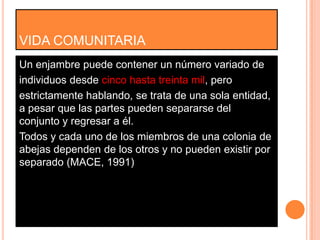 VIDA COMUNITARIA
Un enjambre puede contener un número variado de
individuos desde cinco hasta treinta mil, pero
estrictamente hablando, se trata de una sola entidad,
a pesar que las partes pueden separarse del
conjunto y regresar a él.
Todos y cada uno de los miembros de una colonia de
abejas dependen de los otros y no pueden existir por
separado (MACE, 1991)
 