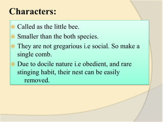 Characters:
 Called as the little bee.
 Smaller than the both species.
 They are not gregarious i.e social. So make a
single comb.
 Due to docile nature i.e obedient, and rare
stinging habit, their nest can be easily
removed.
 