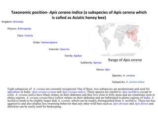 Taxonomic position- Apis cerana indica (a subspecies of Apis cerena which
is called as Asiatic honey bee)

Kingdom: Animalia

Phylum: Arthropoda
Class: Insecta
Order: Hymenoptera
Suborder: Apocrita

Family: Apidae
Subfamily: Apinae

Range of Apis cerena

Genus: Apis

Species: A. cerana
Subspecies: A. cerena indica

Eight subspecies of A. cerana are currently recognized. Out of these, two subspecies are predominant and used for
apiculture in India: Apis cerana cerana and Apis cerana indica. These species are similar to Apis mellifera except in
color. A. cerana indica have black stripes on their abdomen and they live close to hilly areas and are sometimes seen in
plains regions. A. cerana cerana have yellow stripes on their abdomen and are habituated to plains regions of India. A.
mellifera tends to be slightly larger than A. cerana, which can be readily distinguished from A. mellifera. These are less
aggressive and also display less swarming behavior than any other wild bees such as Apis dorsata and Apis florea and
therefore can be easily used for beekeeping.

 