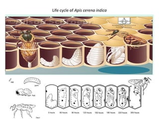 Life cycle of Apis cerena indica

 