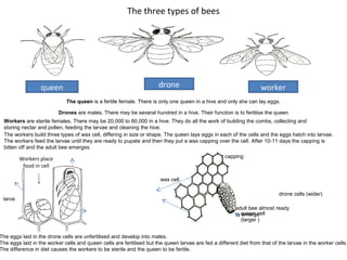 The three types of bees

queen

drone

worker

The queen is a fertile female. There is only one queen in a hive and only she can lay eggs.
Drones are males. There may be several hundred in a hive. Their function is to fertilise the queen
Workers are sterile females. There may be 20,000 to 80,000 in a hive. They do all the work of building the combs, collecting and
storing nectar and pollen, feeding the larvae and cleaning the hive.
The workers build three types of wax cell, differing in size or shape. The queen lays eggs in each of the cells and the eggs hatch into larvae.
The workers feed the larvae until they are ready to pupate and then they put a wax capping over the cell. After 10-11 days the capping is
bitten off and the adult bee emerges
capping

Workers place
food in cell
wax cell

larva

drone cells (wider)
adult bee almost ready
to queen cell
emerge
(larger )

The eggs laid in the drone cells are unfertilised and develop into males.
The eggs laid in the worker cells and queen cells are fertilised but the queen larvae are fed a different diet from that of the larvae in the worker cells.
The difference in diet causes the workers to be sterile and the queen to be fertile.

 