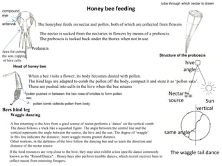 Honey bee feeding
 

compound
eye
antenna

tube through which nectar is drawn

The honeybee feeds on nectar and pollen, both of which are collected from flowers
The nectar is sucked from the nectaries in flowers by means of a proboscis.
The proboscis is tucked back under the thorax when not in use
Proboscis

Jaws for cutting
the wax capping
of hive cells

Structure of the proboscis

Head of honey bee

hive
angle

When a bee visits a flower, its body becomes dusted with pollen.
The hind legs are adapted to comb the pollen off the body, compact it and store it as ‘pollen sacs’.
These are pushed into cells in the hive when the bee returns
pollen pushed in between the two rows of bristles to form pollen
sac
pollen comb collects pollen from body

Nectar 
source

Bees hind leg

Sun
vertical

Waggle dancing
A bee returning to the hive from a good source of nectar performs a ‘dance’ on the vertical comb.
The dance follows a track like a squashed figure. The angle between the central line and the
vertical represents the angle between the source, the hive and the sun. The degree of ‘waggle’
in this line indicates the distance; more waggle means greater distance.
Other workers, in the darkness of the hive follow the dancing bee and so learn the direction and
distance of the nectar source
If the food resources are very close to the hive, they may also exhibit a less specific dance commonly
known as the "Round Dance". . Honey bees also perform tremble dances, which recruit receiver bees to
collect nectar from returning foragers.

 same angle
The waggle tail dance

 
