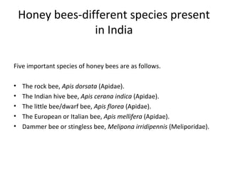 Honey bees-different species present 
in India
Five important species of honey bees are as follows.
•
•
•
•
•

The rock bee, Apis dorsata (Apidae).
The Indian hive bee, Apis cerana indica (Apidae).
The little bee/dwarf bee, Apis florea (Apidae).
The European or Italian bee, Apis mellifera (Apidae).
Dammer bee or stingless bee, Melipona irridipennis (Meliporidae).

 