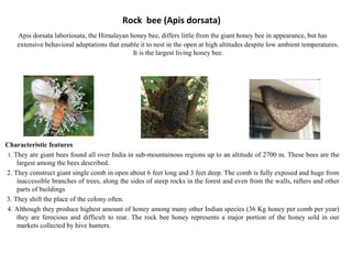 Rock bee (Apis dorsata)
Apis dorsata laboriosata, the Himalayan honey bee, differs little from the giant honey bee in appearance, but has
extensive behavioral adaptations that enable it to nest in the open at high altitudes despite low ambient temperatures.
It is the largest living honey bee.

Characteristic features
1. They are giant bees found all over India in sub-mountainous regions up to an altitude of 2700 m. These bees are the
largest among the bees described.
2. They construct giant single comb in open about 6 feet long and 3 feet deep. The comb is fully exposed and huge from
inaccessible branches of trees, along the sides of steep rocks in the forest and even from the walls, rafters and other
parts of buildings
3. They shift the place of the colony often.
4. Although they produce highest amount of honey among many other Indian species (36 Kg honey per comb per year)
they are ferocious and difficult to rear. The rock bee honey represents a major portion of the honey sold in our
markets collected by hive hunters.

 