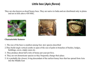 Little bee (Apis florea)
They are also known as dwarf honey bees. They are native to India and are distributed only in plains
and not in hills above 450 MSL.

Characteristic features
1. The size of the bees is smallest among four Apis species described
2.They build single vertical combs in open of the size of palm in branches of bushes, hedges,
buildings, caves, empty cases etc .
3. They produce about half a kilo of honey per year per hive.
4. They are not domesticate species as they frequently change their place.
5. It is probably the closest, living descendant of the earliest honey bees that has spread from Asia
into the Middle East

 