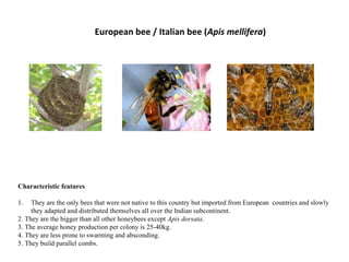 European bee / Italian bee (Apis mellifera)

Characteristic features
1.

Characterestic features

They are the only bees that were not native to this country but imported from European countries and slowly
they adapted and distributed themselves all over the Indian subcontinent.
2. They are the bigger than all other honeybees except Apis dorsata.
3. The average honey production per colony is 25-40kg.
4. They are less prone to swarming and absconding.
5. They build parallel combs.

 