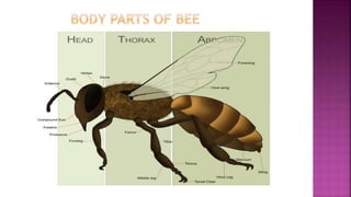 Apiculture 150216075829-conversion-gate02 | PPTX