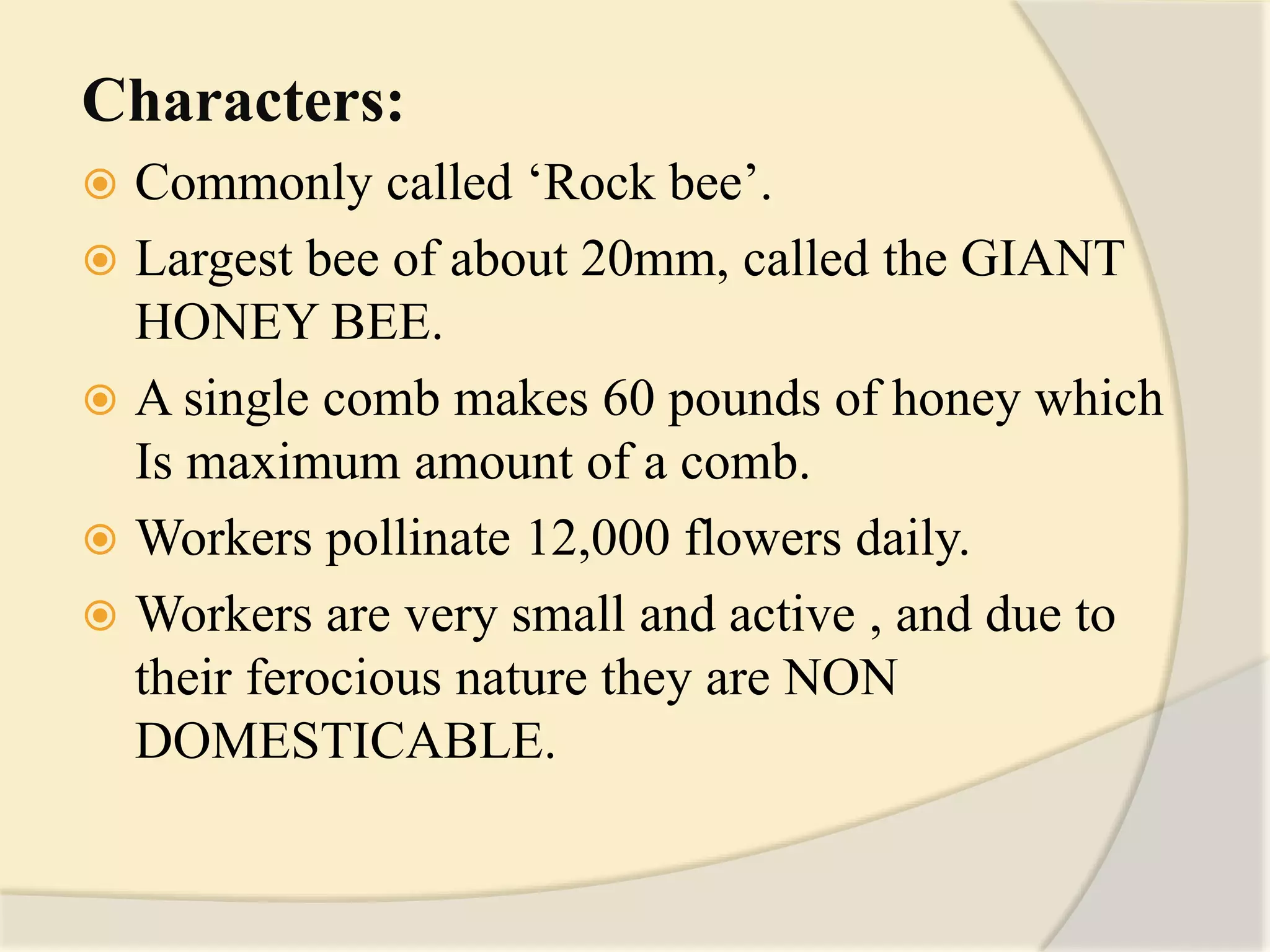 Characters:
 Commonly called ‘Rock bee’.
 Largest bee of about 20mm, called the GIANT
HONEY BEE.
 A single comb makes 60 pounds of honey which
Is maximum amount of a comb.
 Workers pollinate 12,000 flowers daily.
 Workers are very small and active , and due to
their ferocious nature they are NON
DOMESTICABLE.
 