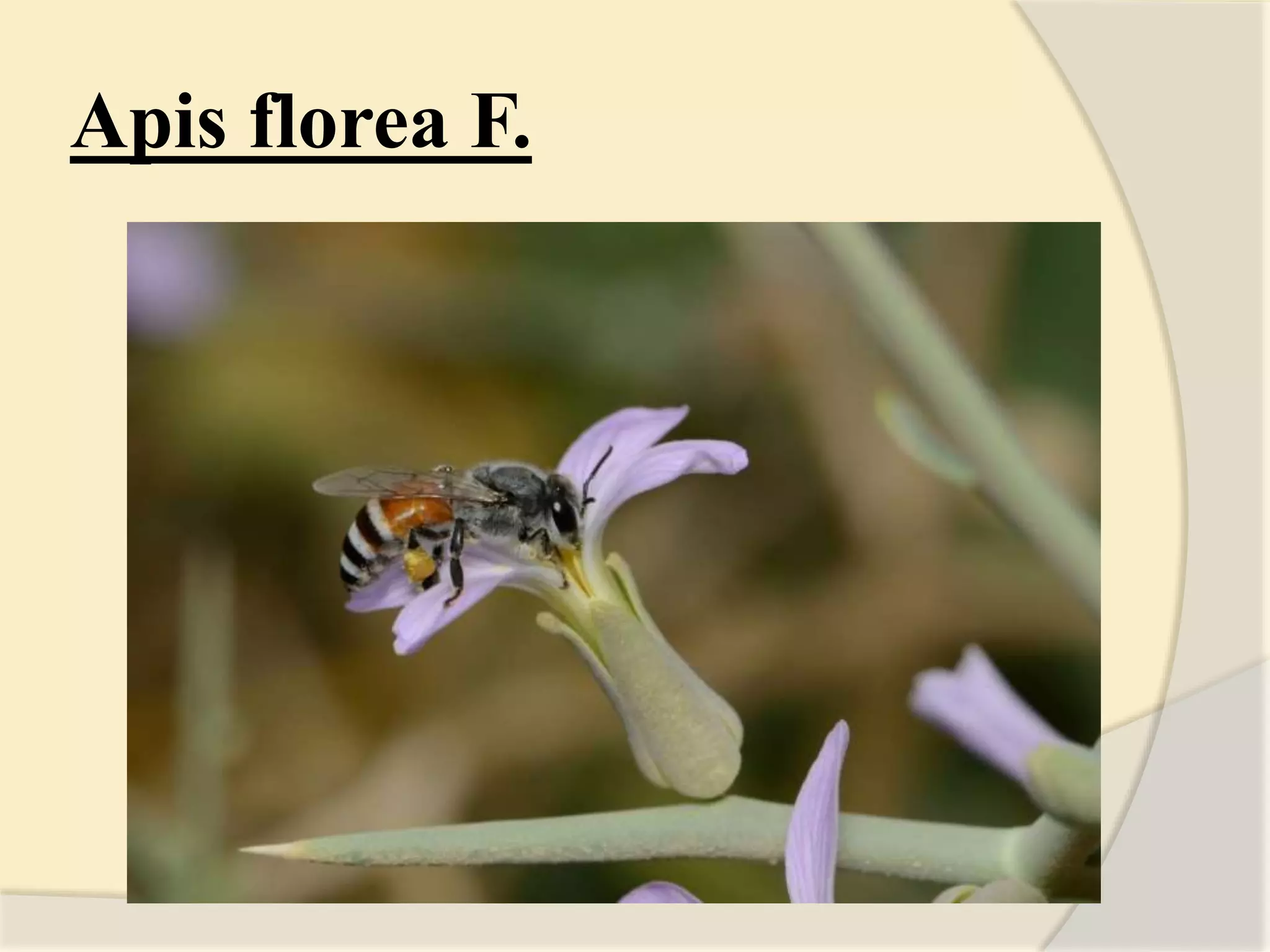 Apis florea F.
 