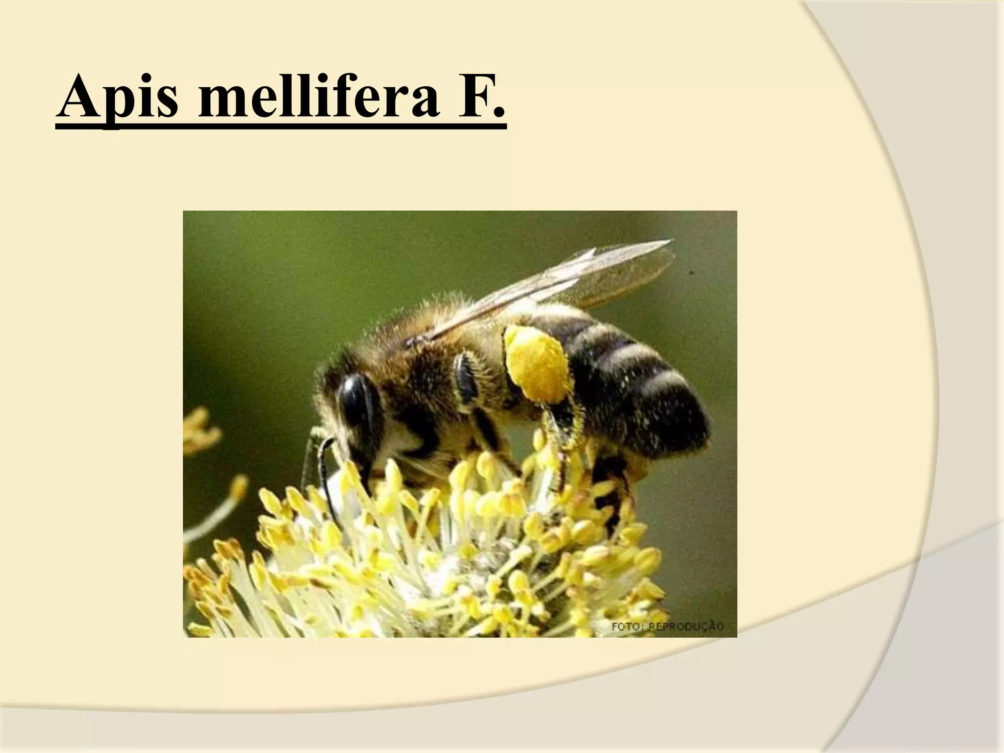 Apis mellifera F.
 