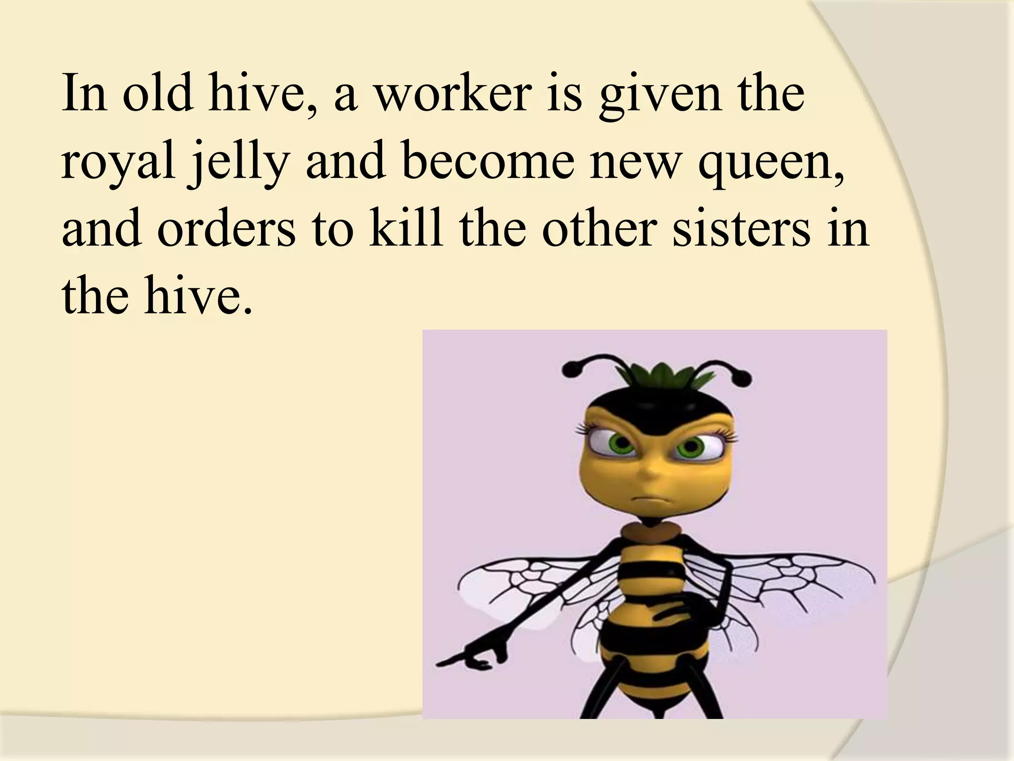 In old hive, a worker is given the
royal jelly and become new queen,
and orders to kill the other sisters in
the hive.
 