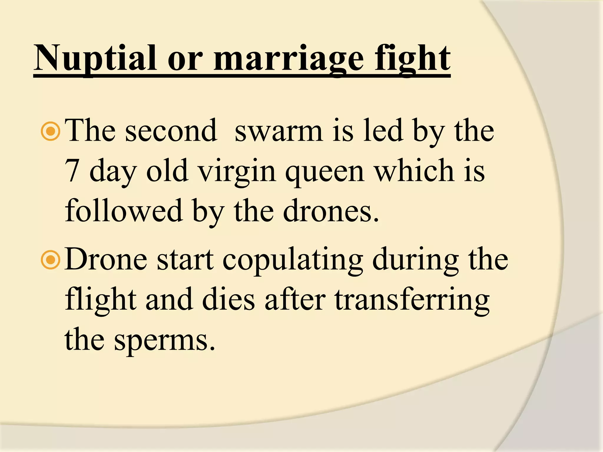 Nuptial or marriage fight
The second swarm is led by the
7 day old virgin queen which is
followed by the drones.
Drone start copulating during the
flight and dies after transferring
the sperms.
 