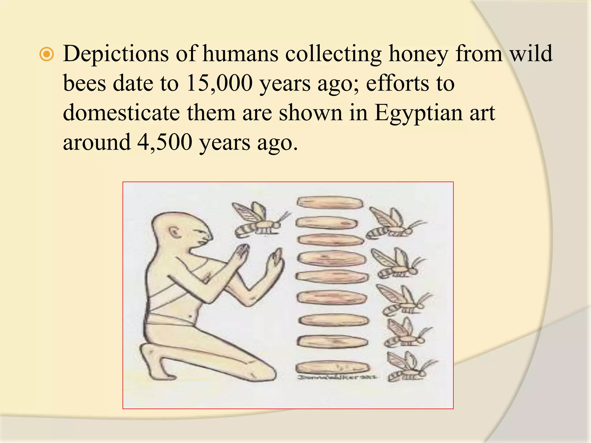  Depictions of humans collecting honey from wild
bees date to 15,000 years ago; efforts to
domesticate them are shown in Egyptian art
around 4,500 years ago.
 