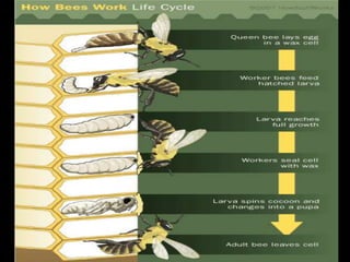 Apiculture: introduction, species types and different methods of ...