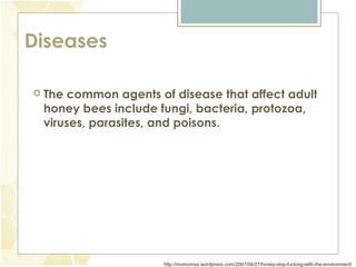 Diseases
The common agents of disease that affect adult
honey bees include fungi, bacteria, protozoa,
viruses, parasites, and poisons.
http://momomax.wordpress.com/2007/04/27/honey-stop-fucking-with-the-environment/