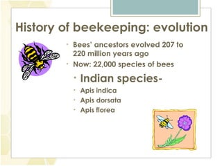 History of beekeeping: evolution
• Bees’ ancestors evolved 207 to
220 million years ago
• Now: 22,000 species of bees
• Indian species-
• Apis indica
• Apis dorsata
• Apis florea