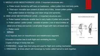 Morphology of Honey Bee | PPTX