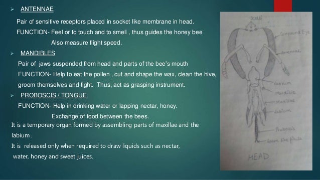 Honey Bee Morphology image