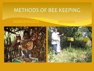 Apiculture | PPTX