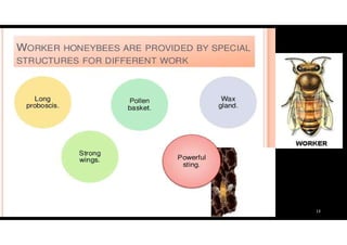 Apiculture | PDF