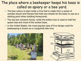 apiculture.ppt