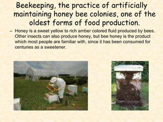 Beekeeping, the practice of artificially
maintaining honey bee colonies, one of the
oldest forms of food production.
– Honey is a sweet yellow to rich amber colored fluid produced by bees.
Other insects can also produce honey, but bee honey is the product
which most people are familiar with, since it has been consumed for
centuries as a sweetener.
 