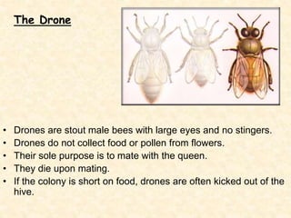 The Drone
• Drones are stout male bees with large eyes and no stingers.
• Drones do not collect food or pollen from flower...